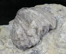 Platystrophia Brachiopod Fossil From Kentucky #21818-1
